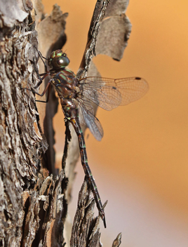 Gomphaeschna antilope, male